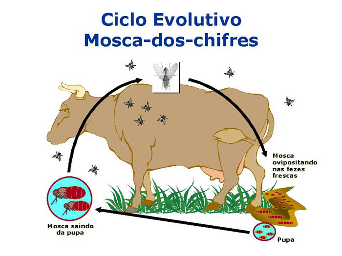 Resultado de imagem para mosca do chifres